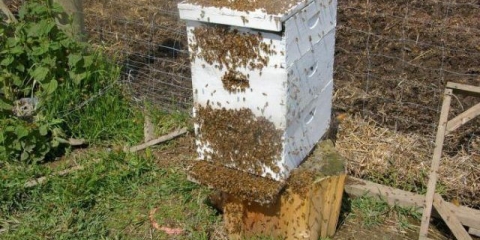 Zašto pčele napuštaju košnicu u jesen?